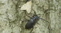 4KBroad-necked Root Borer (Prionus laticollis) and Gypsy Moth 4k or 4k+ Resolution