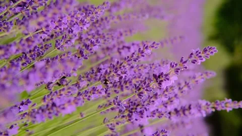 4K.Close up of lavender and bee is flying around. Slow motion. Видео 254167988