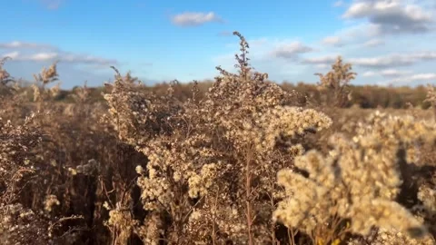4K(Slow Motion) Midwest Fall Field_Bird Fly By Stock Footage 254723353