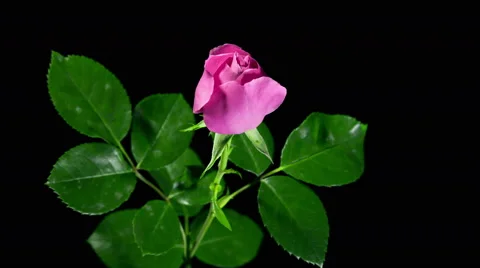 4K.Time-lapse of opening orange rose isolated on black background.Blooming red r Stock Footage 52095790