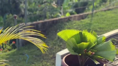 4KTropical beach view with palm trees and ocean waves. Stock Footage 320504848