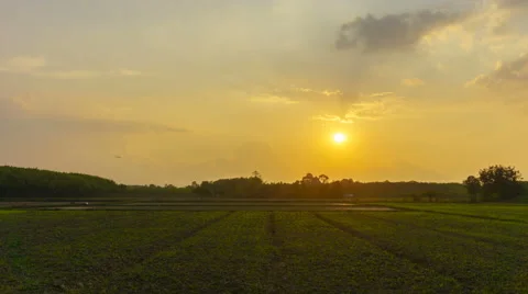 4K/UHD Day to Night Time-lapse : Sunset over agricultural green field. Stock Footage