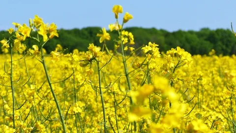   4K.Yellow  spring  field of grass, colza with insects. Dolly shot.  Stockbeeldmateriaal 92682685
