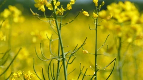   4K.Yellow  spring grass, colza. Close up  dolly shot. Slow blurred background Stock-Footage 92682453