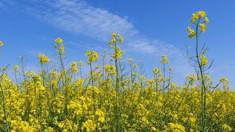   4K.Yellow  spring grass, colza. Real time close up  dolly shot. Blue sky Stockbeeldmateriaal 92687131