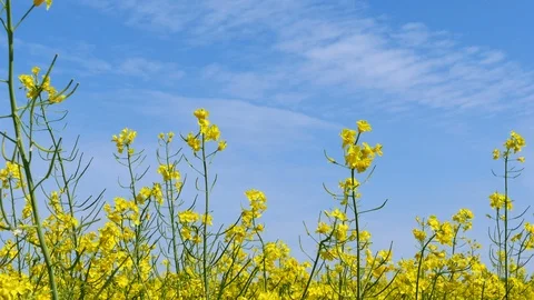   4K.Yellow  spring grass, colza. Real time close up  dolly shot. Blue sky Stockbeeldmateriaal 92688328
