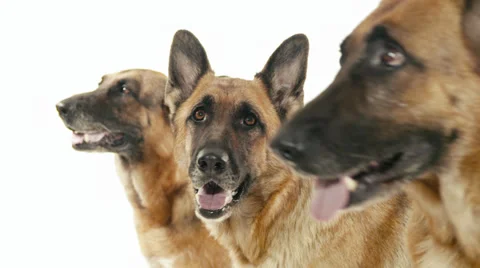 4of14 Group of purebred alsatian dogs on white background, pets Stock Footage