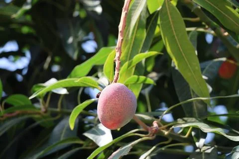 4S3A0033Mango fruit on the tree in the garden, closeup of photo 写真素材