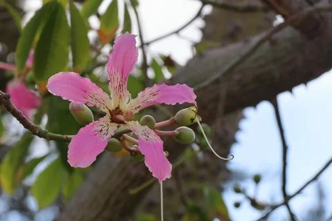 4S3A0117Flame tree or silk floss tree or silk floss tree Stock Photos