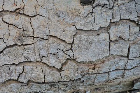 4S3A0229Old tree bark texture background. Close up of tree bark texture. Photos