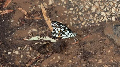4S3A0273Butterfly on the ground in the forest Fotos Stock