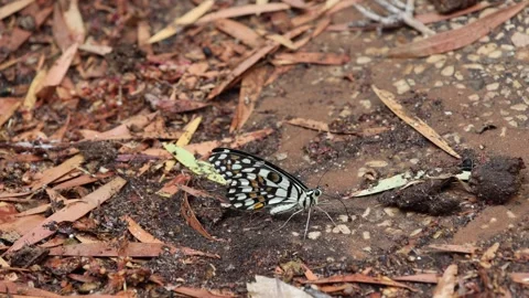 4S3A0295 Lime Swallowtail Butterfly Resting on Dry Leaves Stock-Footage 345978102