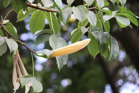 4S3A0310Branch of a tree with yellow flowers and green leaves in the garden Photos