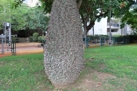 4S3A0317Pine tree in the public park Foto stock