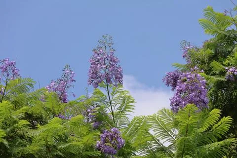 4S3A0364Jacaranda tree with blue sky background, jacaranda flower Photos