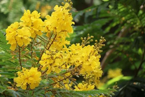4S3A0369Yellow flowers of silk floss tree, Caesalpinia pulcherrima Photos