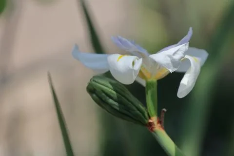 4S3A0472 Iris pseudacorus,Gran Canaria,Spain. Photos
