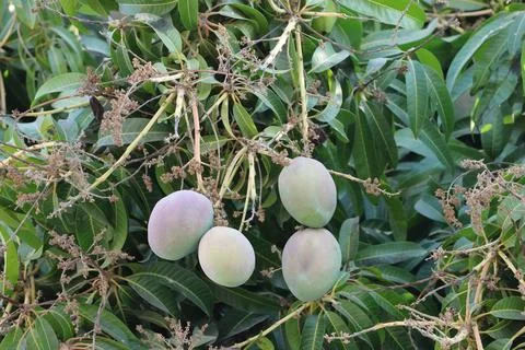 4S3A0497Mango fruit on the tree in the garden,Mango fruit Stock Photos