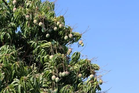4S3A0502Mango fruit on the tree in garden with blue sky background. Photos
