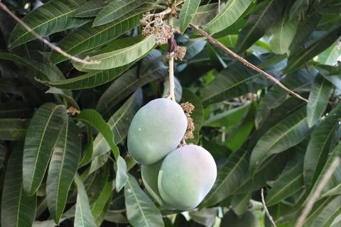 4S3A0504Mango fruit on the tree in the garden Photos