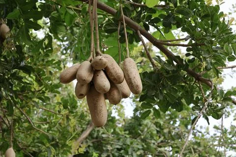 4S3A0525Kigelia tree with fruit Photos