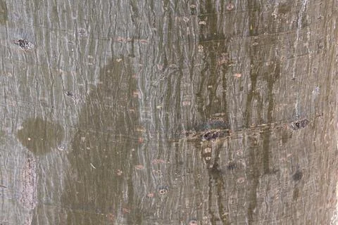 4S3A0729The texture of the bark of a palm tree in the rain. Stock Photos