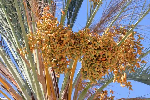 4S3A0772Date palm fruit on the palm tree. Stock Photos