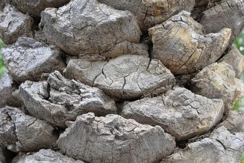 4S3A0821close up of old palm tree trunk texture. background and texture. Фото