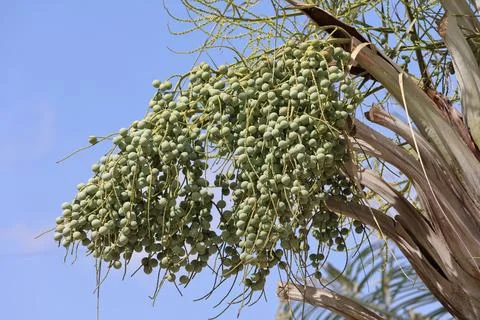 4S3A0830Close up of dates on a date palm tree against the blue sky Photos