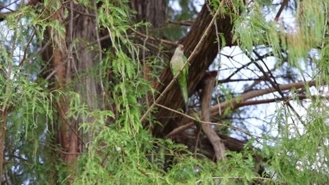 4S3A0835 Green Monk Parakeet Sitting on a Tree Branch Видео 345978103