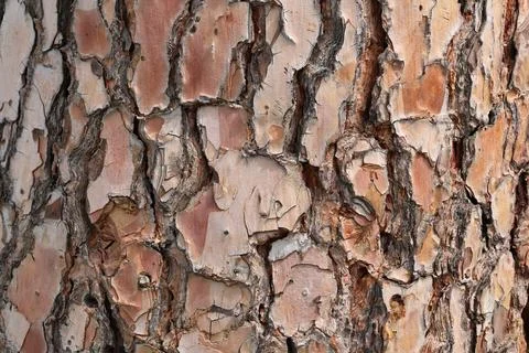 4S3A0848Bark of pine tree as a background. Close-up. Фото
