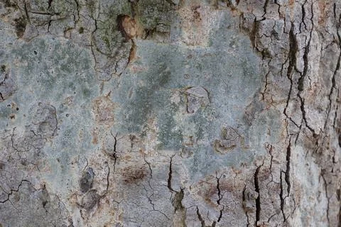 4S3A0864Bark of tree texture background. Tree bark texture background. Stock Photos