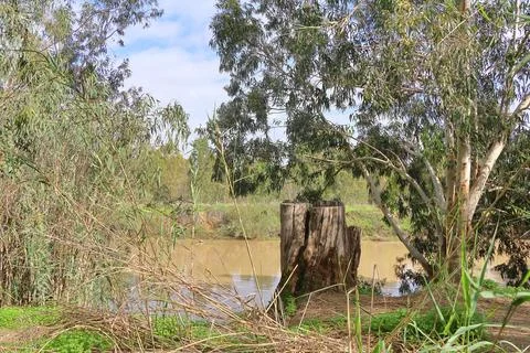 4S3A6695 Landscape view of Eucalyptus trees and river. Foto stock