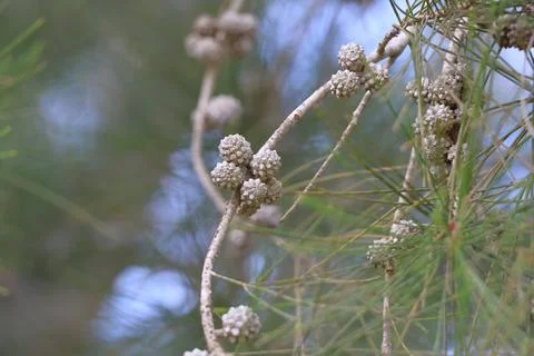 4S3A6702 Pine tree branch with cones and needles. Close-up. Stock Photos