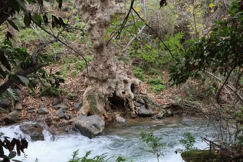 4S3A7100 Waterfall in the forest. The concept of active and ecological tourism Stock Photos