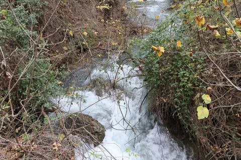 4S3A7104 Stream in the forest. Spring in the forest. Mountain river. Stock Photos