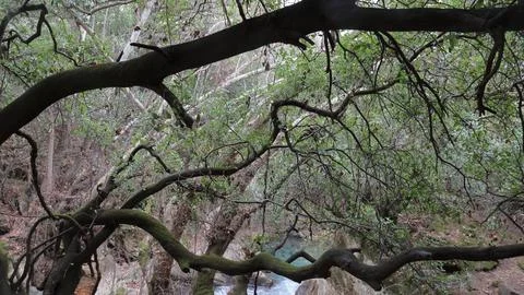 4S3A7159 Dry tree branches in the forest with a small river on the background Stock Photos