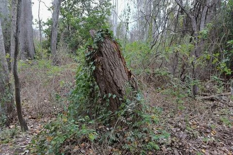 4S3A7202Fallen tree in the forest. Fallen tree in the forest. Stock Photos