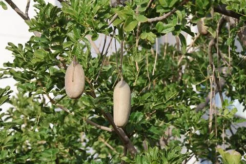 4S3A7289 Tropical fruit on tree in the garden. Natural background. Stock Photos