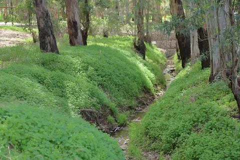 4S3A7426 A small stream in the middle of an eucalyptus forest Stock Photos
