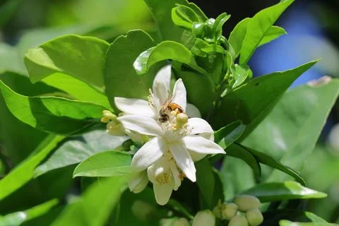 4S3A7664 orange blossom and a bee on it, closeup of photo Foto stock