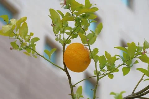4S3A7697Lemon tree with ripe fruit on background of modern apartment building. Stock Photos