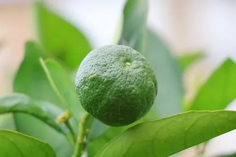 4S3A7785 Green orange on the tree in the garden. Shallow depth of field 스톡 사진
