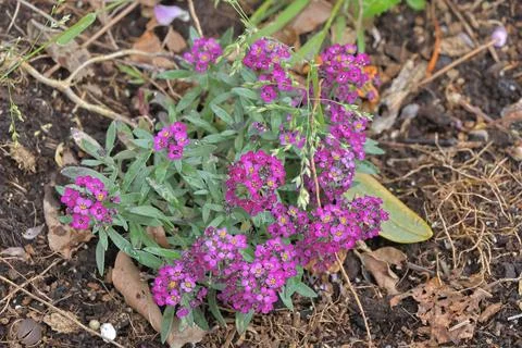 4S3A7841 Purple flowers in the garden, selective focus, shallow DOF. Stock Photos