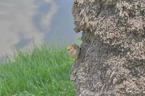 4S3A8164 Sparrow on a tree by the river Stock Photos