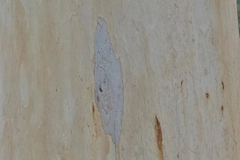 4S3A8248 Eucalyptus bark texture background. 스톡 사진