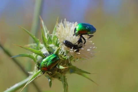 4S3A8481Two green bugs mating on a thistle flower, closeup of photo Fotos Stock
