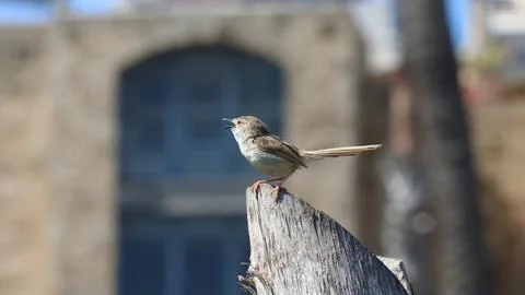 4S3A9190Sparrow bird perched on a tree trunk in the park. 스톡 사진