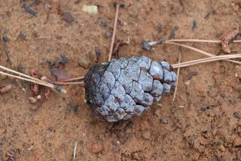 4S3A9558Pine cone on the ground in the forest, close-up Photos