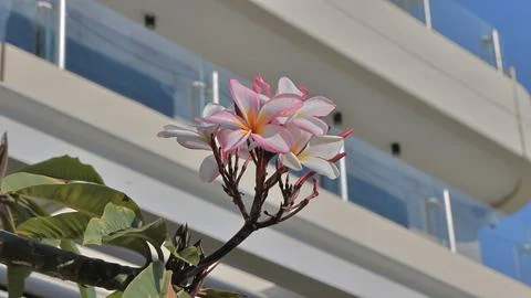 4S3A9843Frangipani flowers on a tree in the background of a modern building Stock Photos